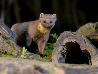 Pine marten on trunk in forest at night